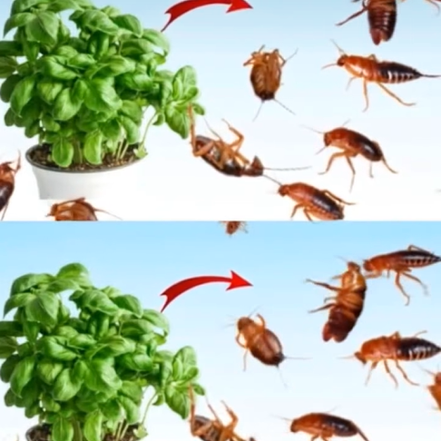 The Natural Home Trick to Keep Flies, Mosquitoes, and Cockroaches Away