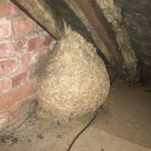 Man Finds Life-Changing Surprise Hidden in His Attic
