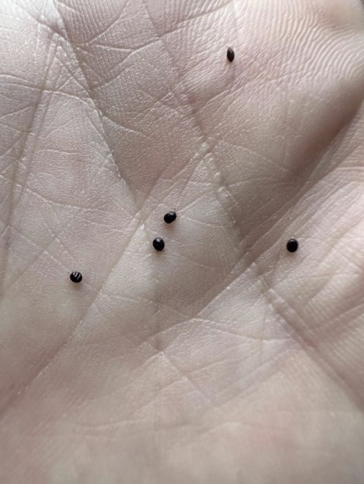 Why You Should Never Ignore Eggs in Your Yard