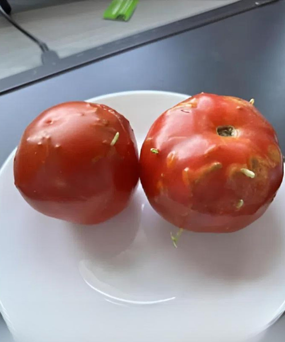 Spoiled Tomatoes Reveal a Surprising Kitchen Discovery