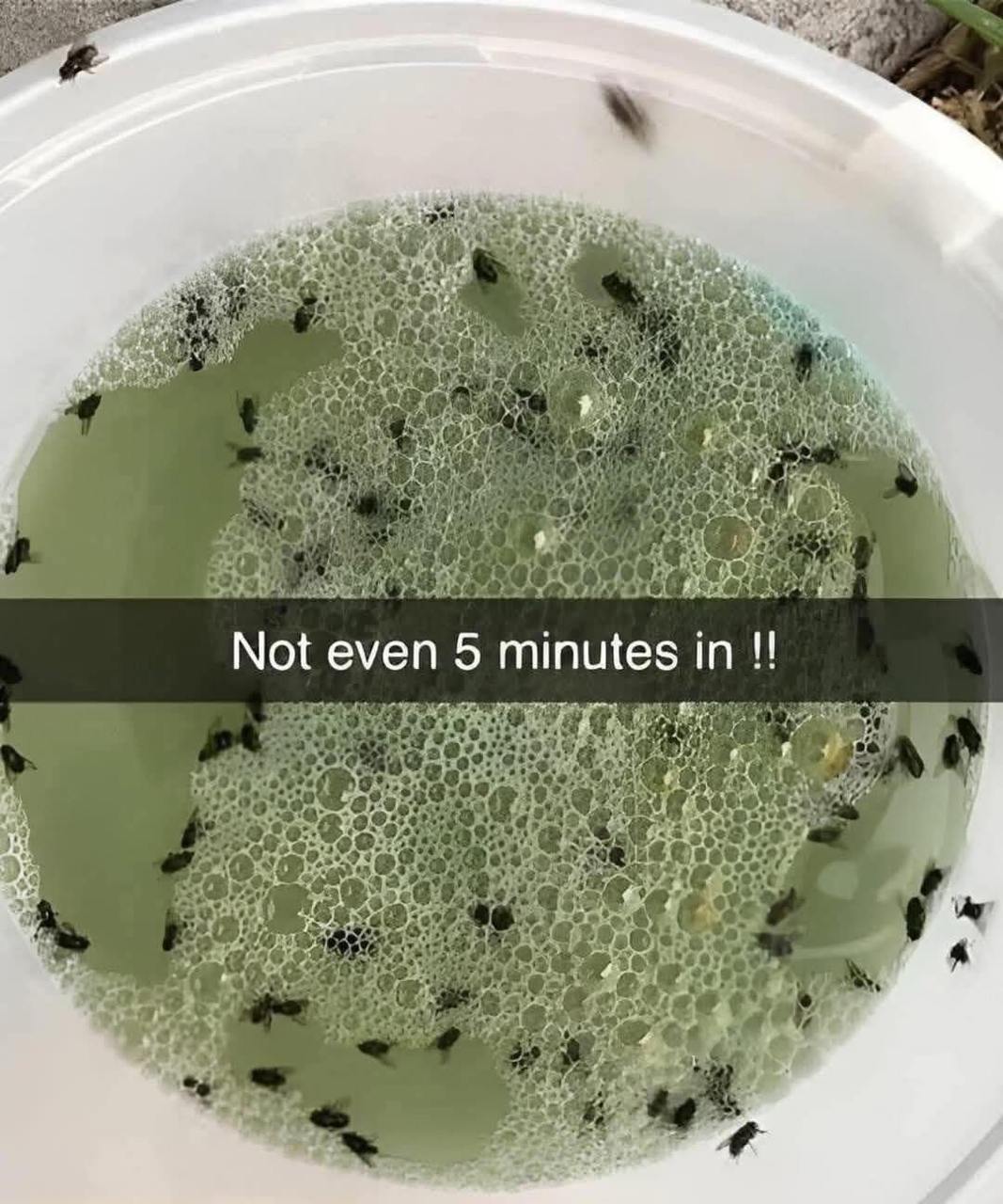 DIY Natural Bug Repellent to Keep Insects Away