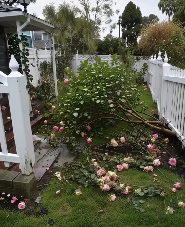 She Destroyed My Yard — My Gift Was Perfect Revenge