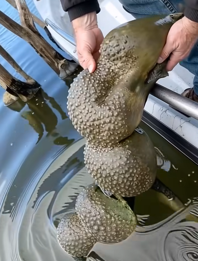 Strange Jelly Blobs in Lake Explained