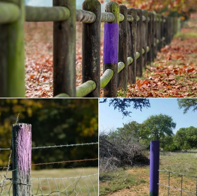 The Real Meaning Behind Purple Fence Posts