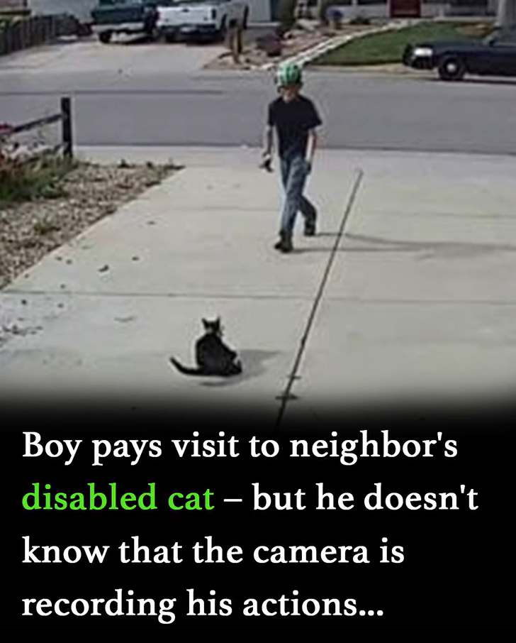 Boy Meets Disabled Cat—A Heartwarming Moment