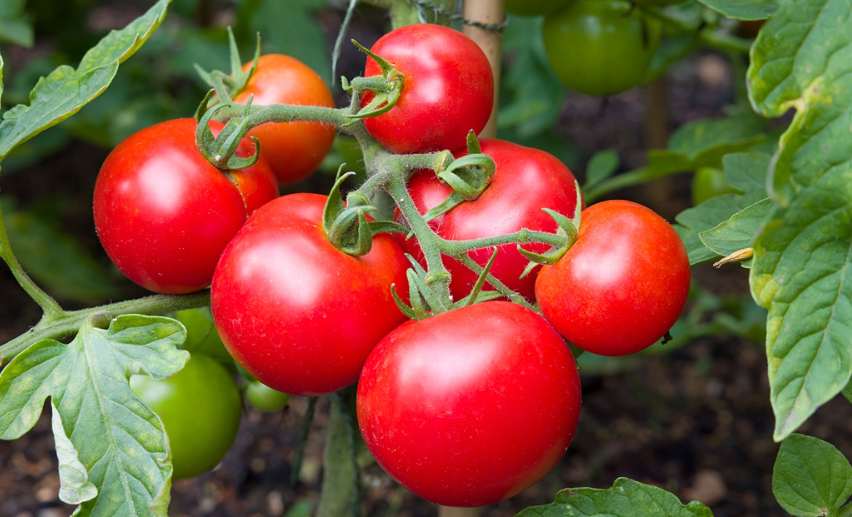 New Study Reveals Surprising Health Effects of Tomatoes