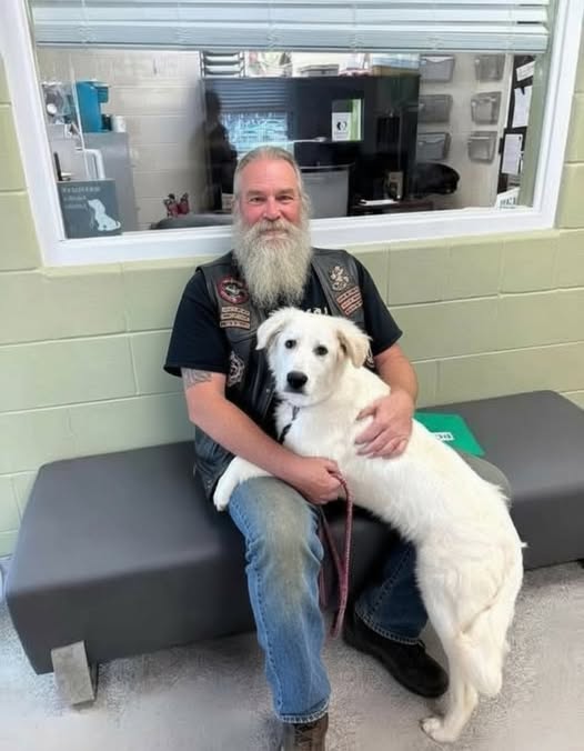 Dog Abandoned on Bridge Sparks Heroic Rescue