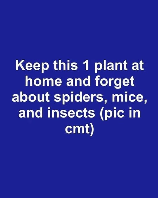 How to Stop Flies, Mosquitoes, and Cockroaches Naturally