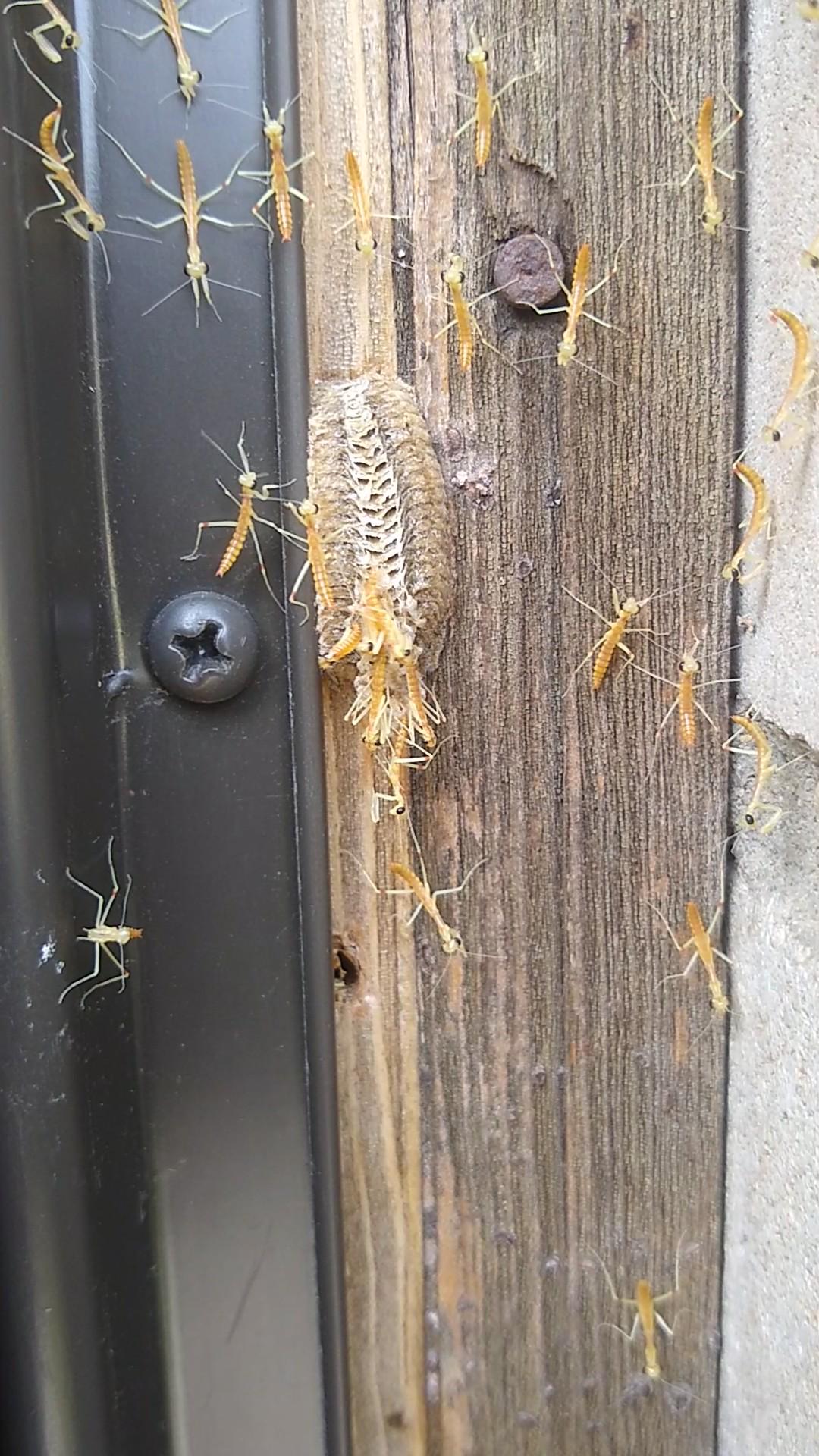 Inside the Life of Mantises