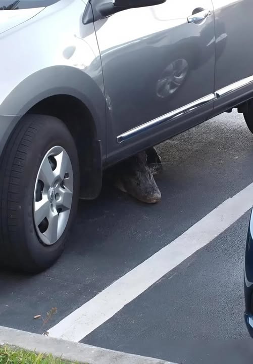 Terrifying Discovery Under My Moving Car