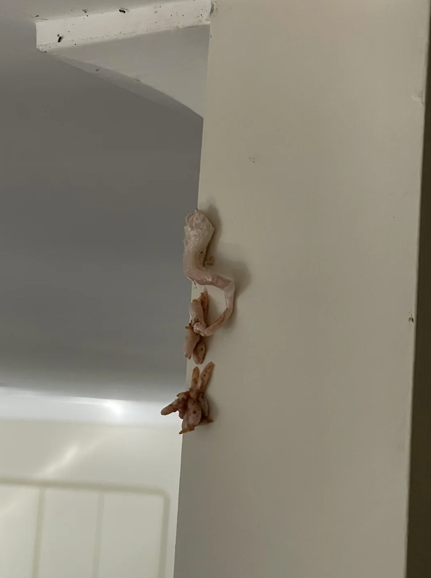 Mystery Pink Foam Found on My Wall