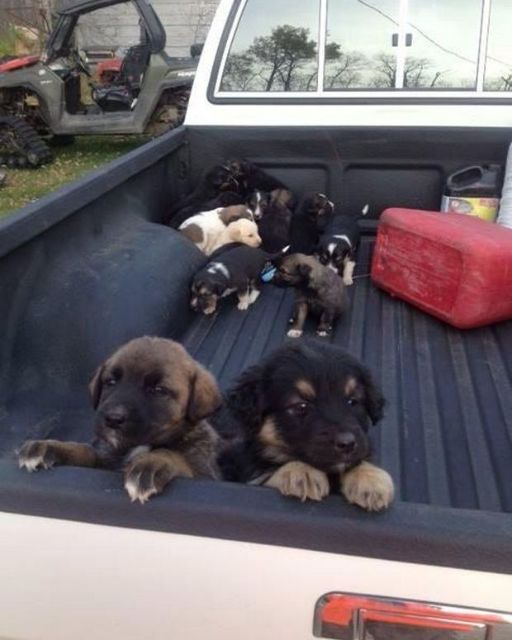 The Day I Found a Truckload of Puppies on a Road Trip