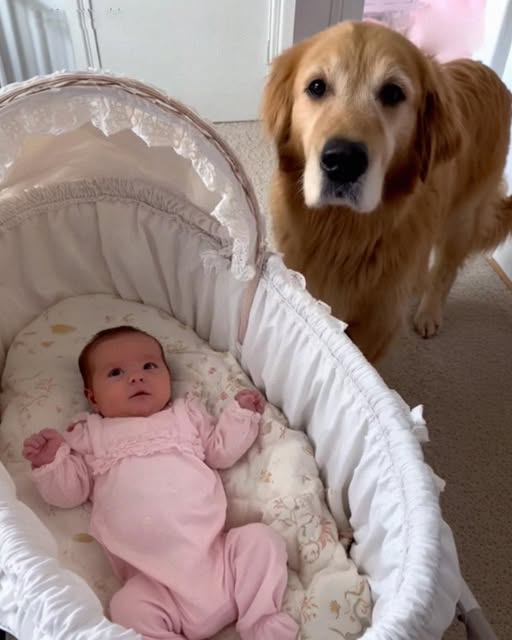 Golden Retriever’s Secret Caught on Camera