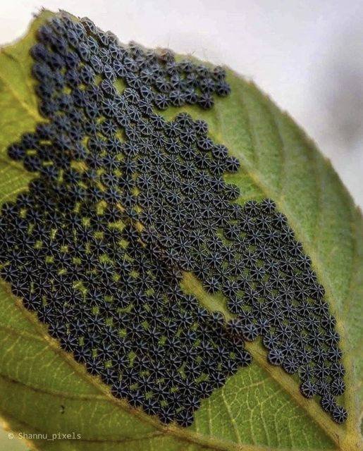 Don’t Touch These Common Plant Pests – Protect Your Greenery