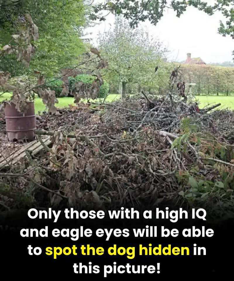Can You Spot the Hidden Dog? Test Your Eagle Eyesight!