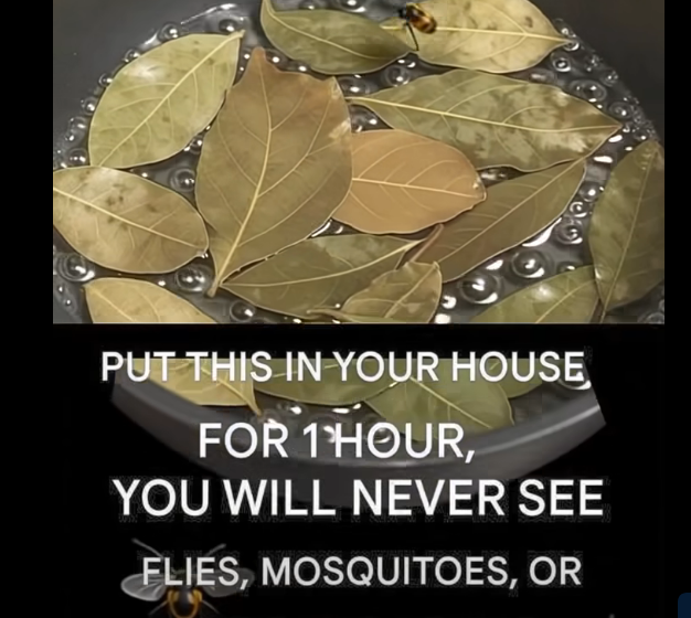 Pest-Free Home: Gentle Natural Tips