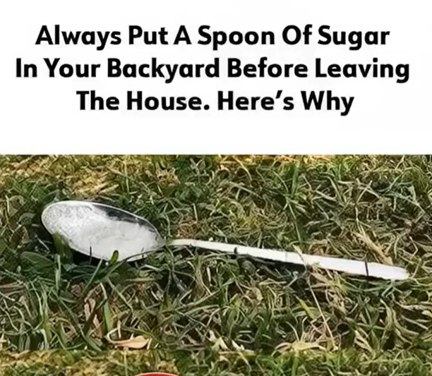 Why a Spoon of Sugar in Your Yard Could Change Everything