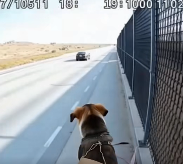 A Dog Arrived with an Envelope — What Was Inside