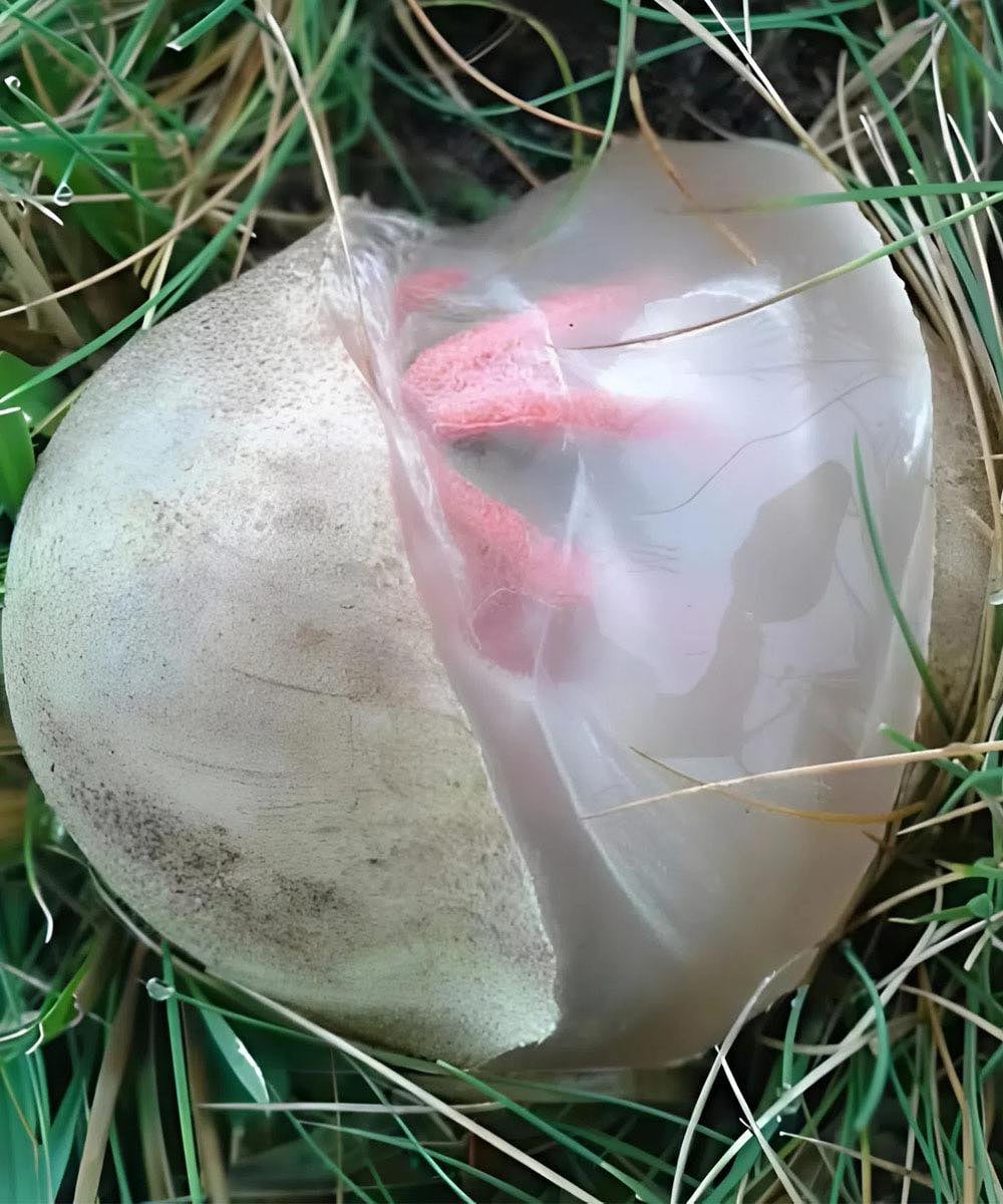 I Found a Slimy Red Creature in My Yard — The Smell Was Worse Than I Imagined