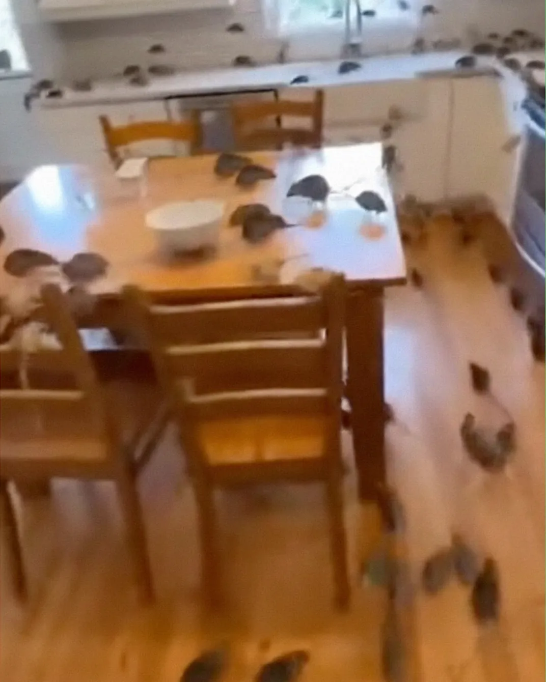 The Neighbor Who Wanted Me Gone—But Fate Had Other Plans