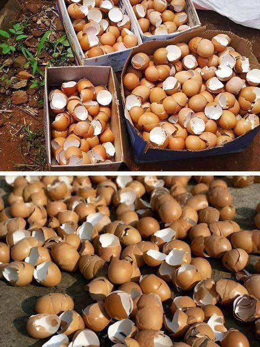 The Unexpected Ways Eggshells Can Be Useful at Home