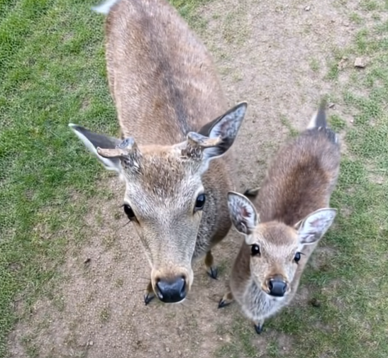 Whispers in the Woods: The Visitors Who Changed Everything