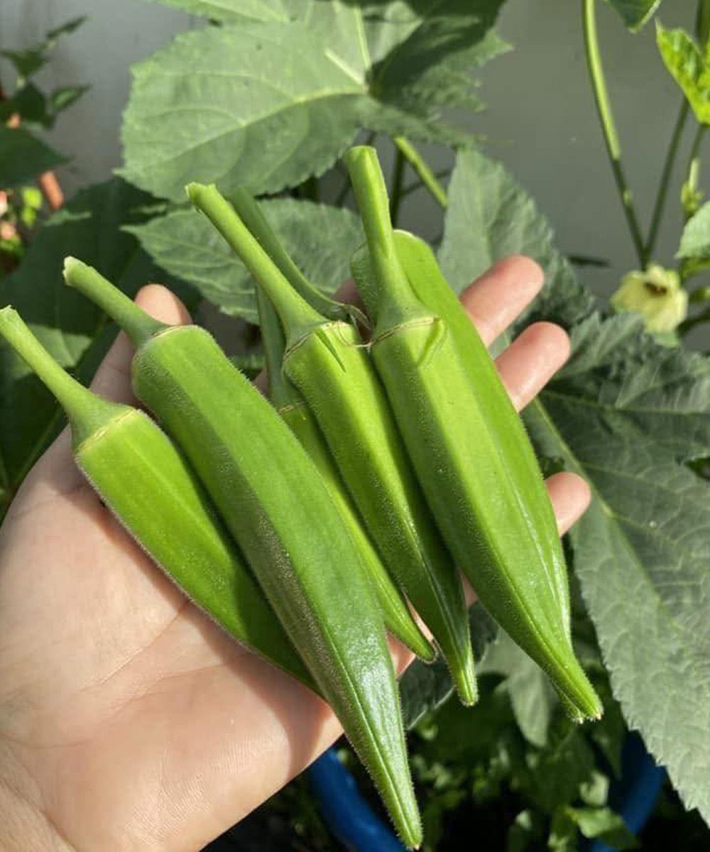 Why Okra May Support Health, According to Experts