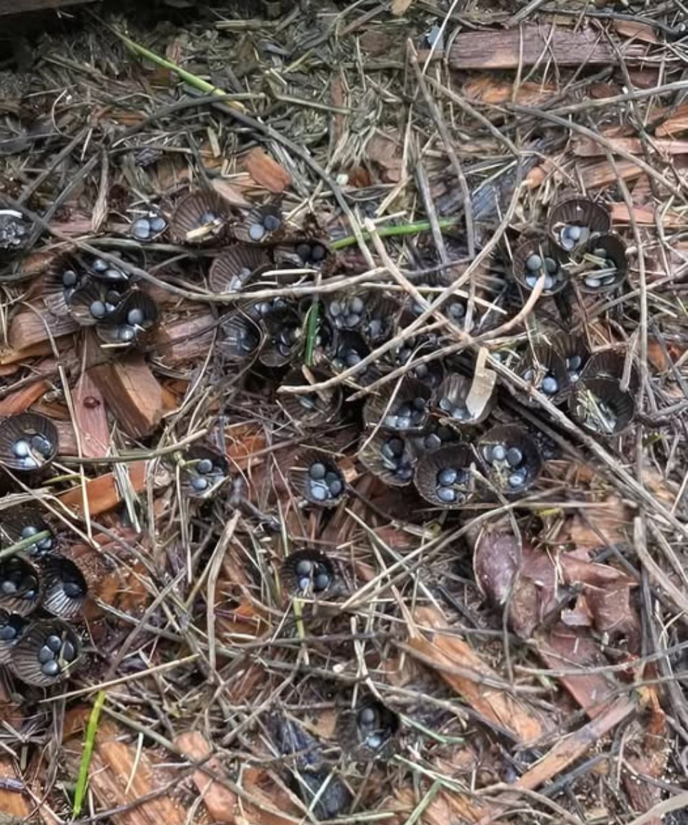 What We Found in a Friend’s Garden Left Us Amazed