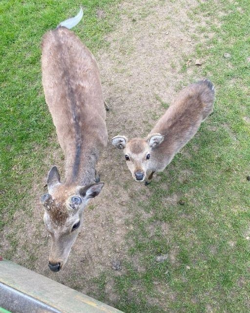They Looked Like Curious Deer, Until I Saw What the Young One Was Carrying