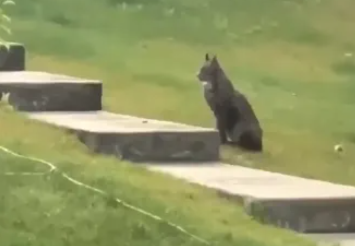 Rare Creature Caught on Camera for the First Time