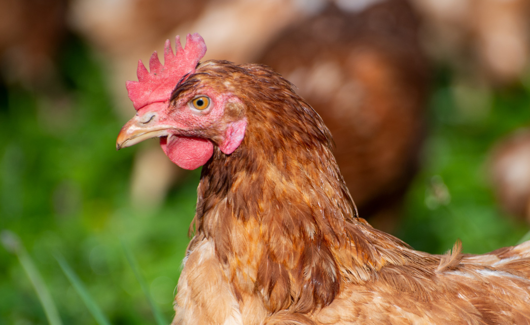 Why Some People Add Chicken Gizzards to Their Meals