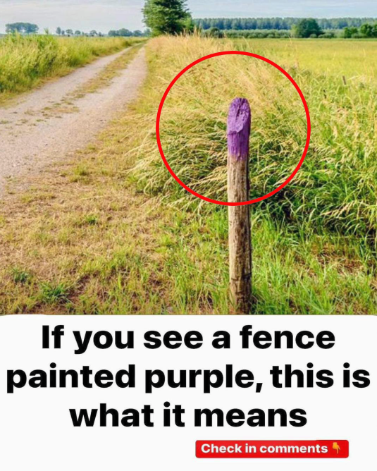 Why Some Fences Are Painted Purple — And What It Signifies