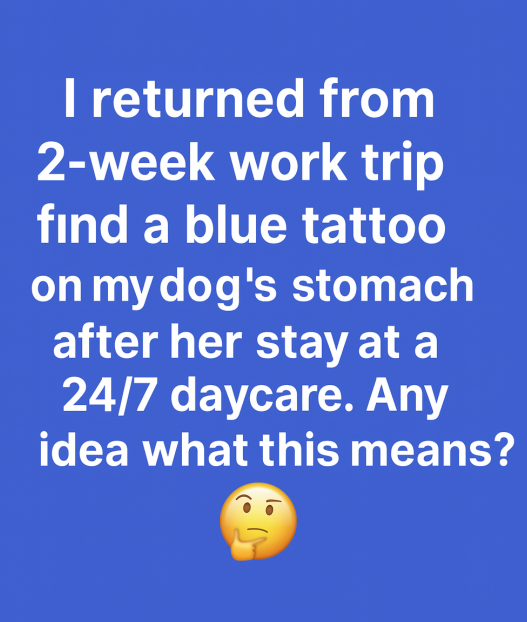 What Happened When I Picked Up My Dog from a 24/7 Daycare