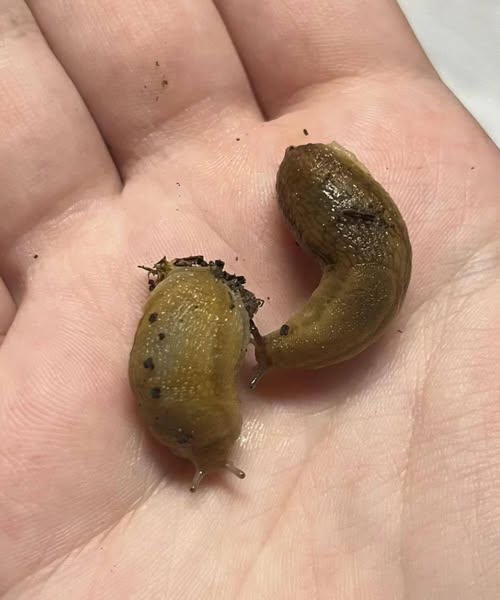 Why Slugs Play an Important Role in the Ecosystem