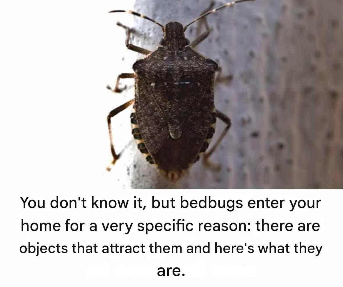 Important Correction: This Common Insect Is Not a Bedbug