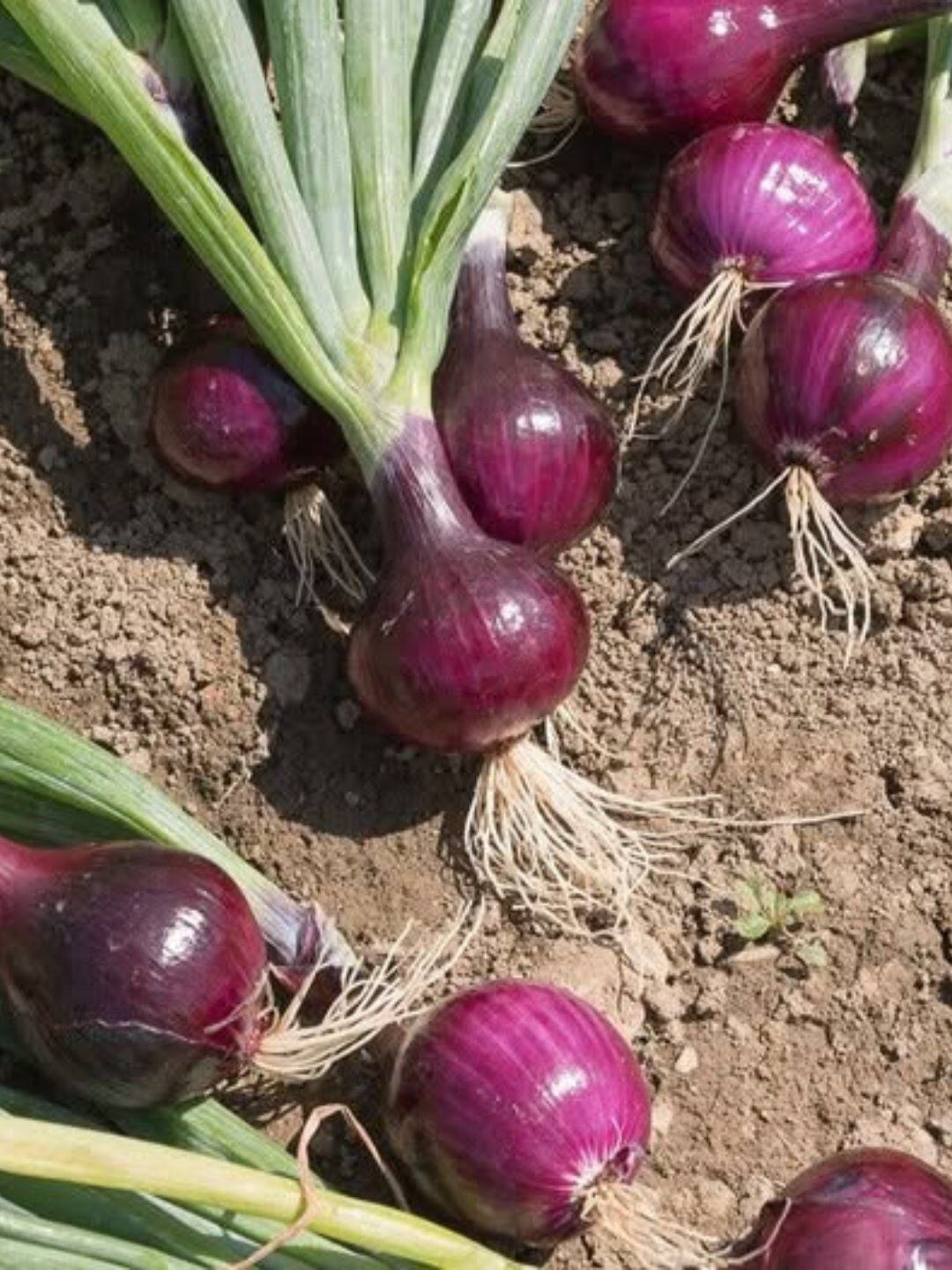 The Surprising Benefits of Eating Onions Every Day