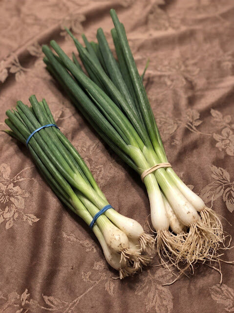 Scallions, Green Onions, Spring Onions, and Chives Explained Simply
