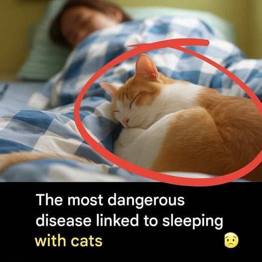 Is It Safe to Sleep With Cats? Prevention Tips and What to Know