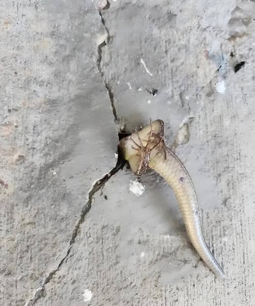 A Morning Surprise on My Balcony That Changed My Perspective