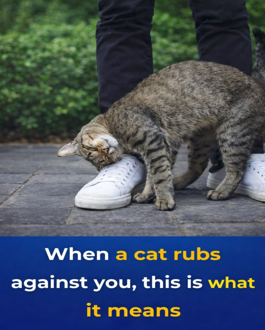 Why Cats Rub Against People, According to Animal Experts