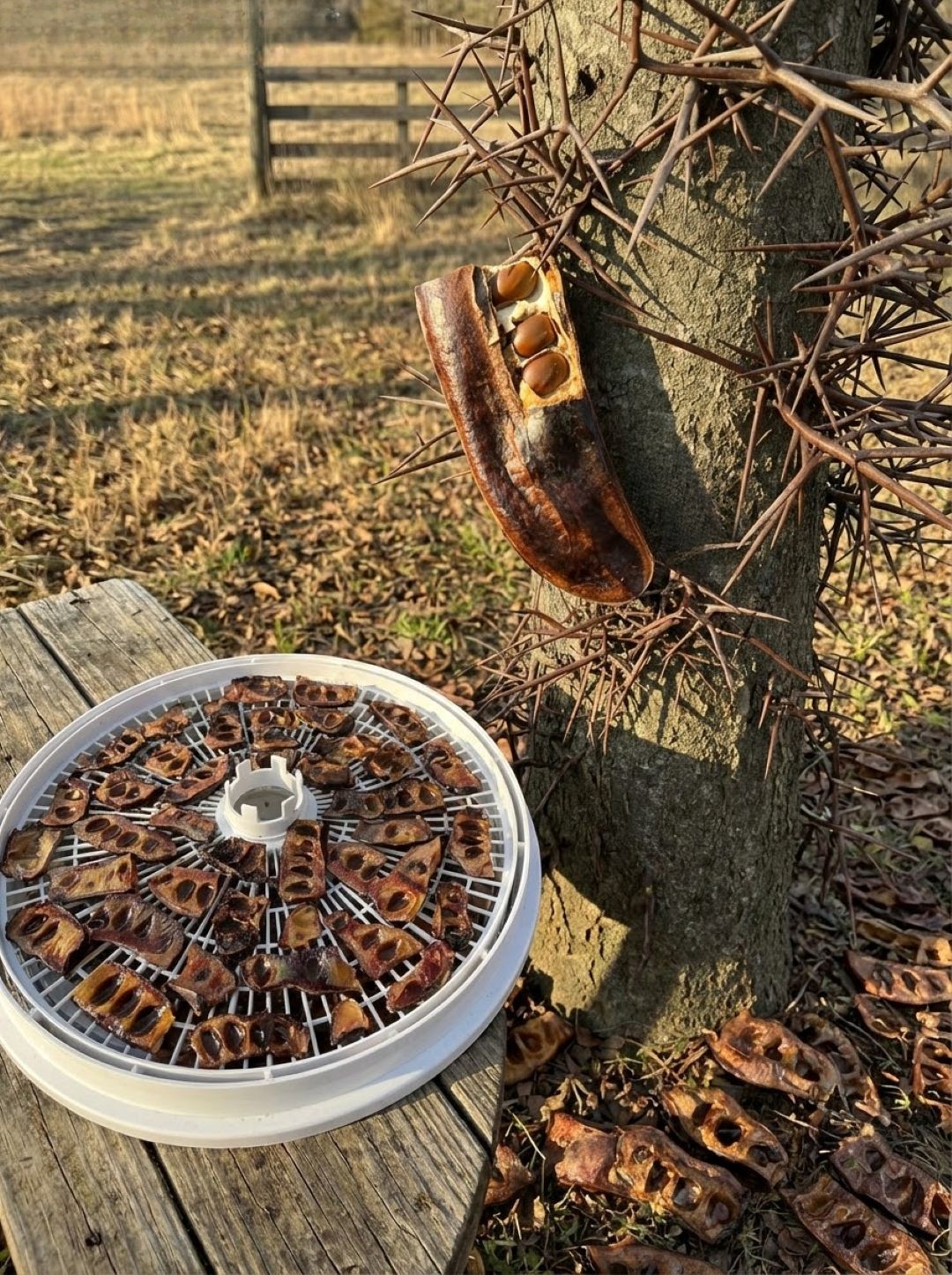 Discover the Surprising Uses of the Honey Locust Tree