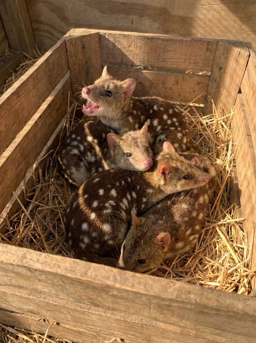 Rare Species Returns: Newborn Quolls Inspire Ecological Hope