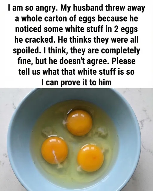 The Mystery of the White Strand in Eggs Explained Simply