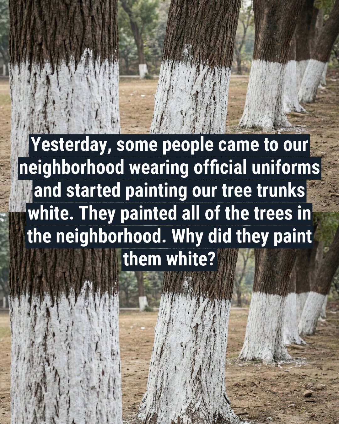 Why Some Trees Are Painted White and What It Means