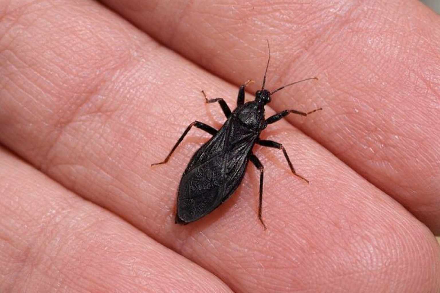 Assassin Bug Bites: Symptoms, Risks, and Prevention Tips