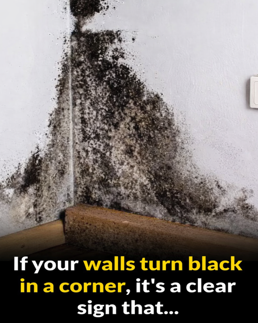 Why Your Walls Are Turning Black in the Corners—and How to Fix It