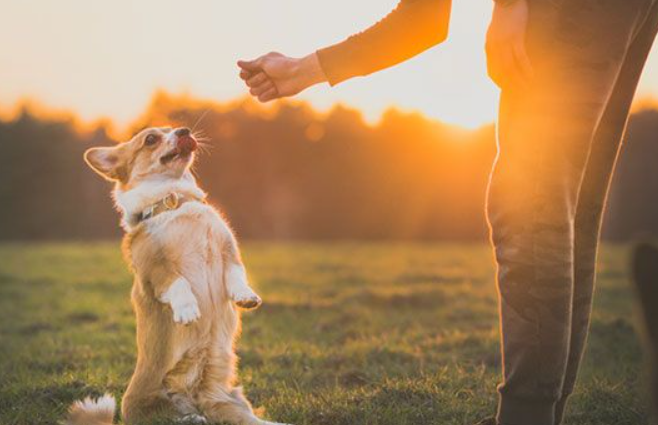 Why Dogs Sniff People: Understanding This Common Canine Behavior