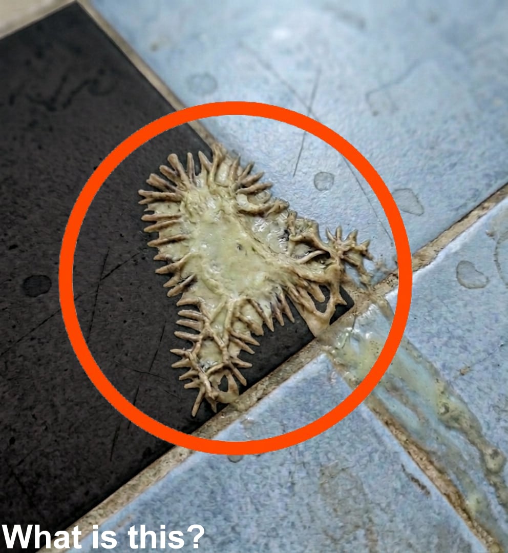 We Found This in My Girlfriend’s Bathroom—And Still Can’t Identify It