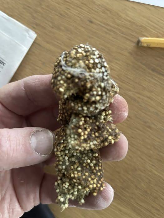 I Found a Sticky Substance Under a Shelf in My Home—What Could It Be?