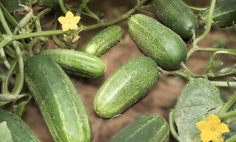 Cucumber Water Benefits and Risks: What Experts Really Say